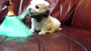 AKC Registered Black Polka Dots Girl Chasing A Hula Girl AKC Registered Black Polka Dots Girl Chasing A Hula Girl