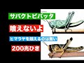 バッタは喰えない チャイナには入らない 東アフリカに戻ると思う【池間哲郎チャンネル】