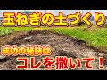 【玉ねぎ栽培】土づくりでコレを撒くだけで大きな玉ねぎができます！