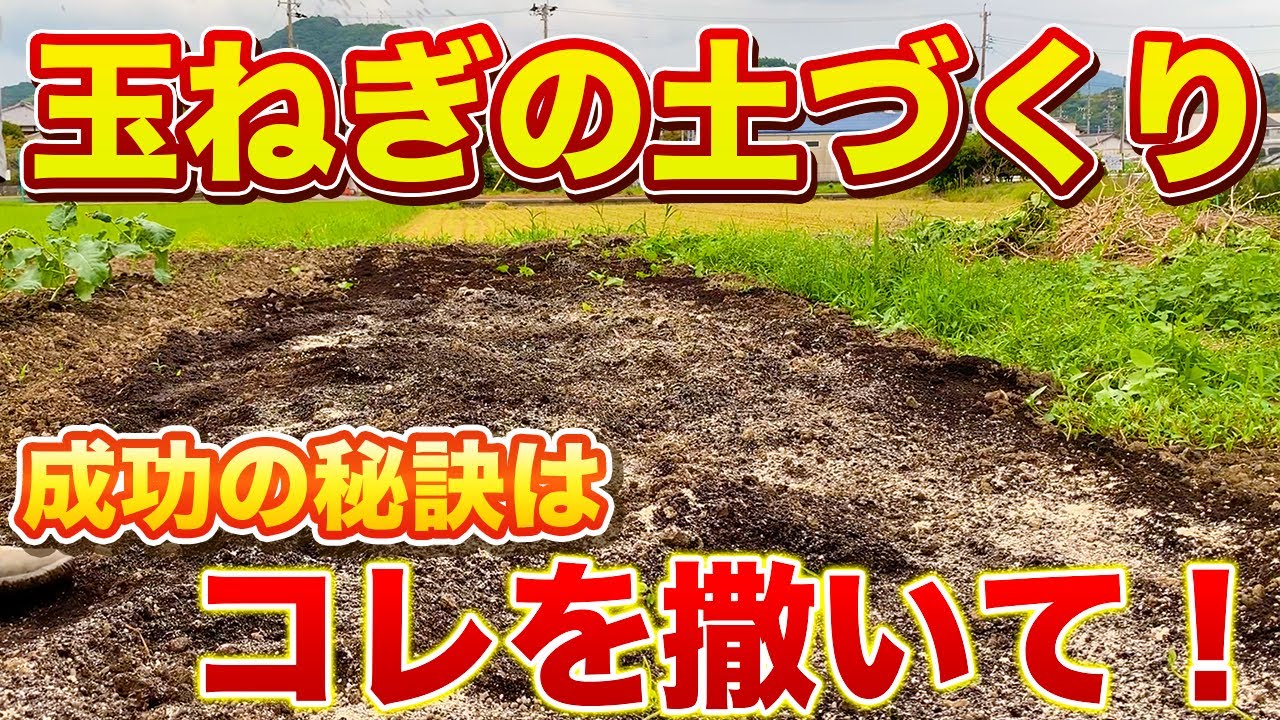 Onion cultivation] Just sprinkle this in your soil and you can