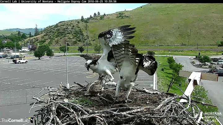Fish Arrives at Hellgate Osprey Nest During Tough Conditions– June 25, 2018 - DayDayNews