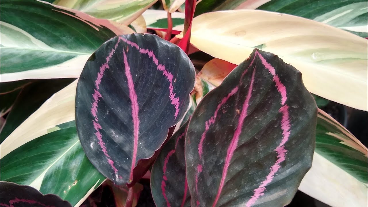 Como Cuidar de MARANTAS!! 💚Dicas da Josi 💚