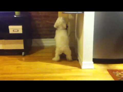 Cute dog humps cat. Watch it!