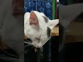 Dimeja Komputer #cat #catlove #sipus #cute #kucing #cutecat #shortvideo #klanayuda