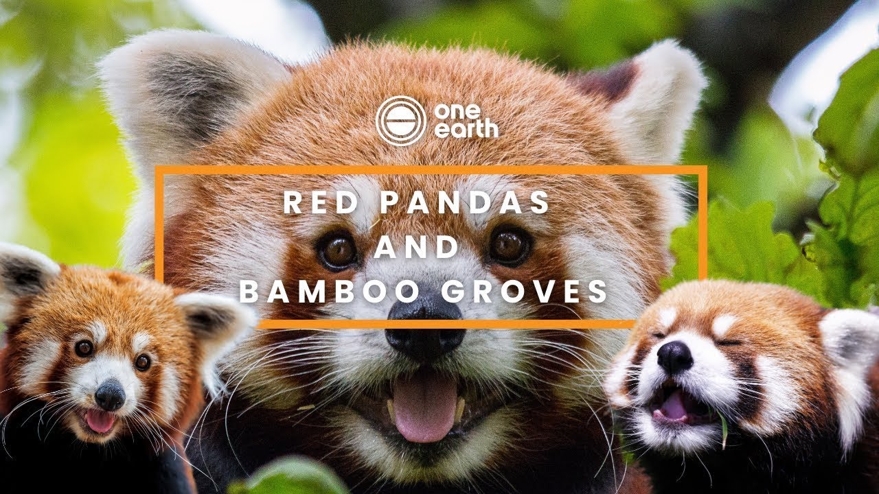 Red pandas: Adorable gardeners of the bamboo forest | One Earth