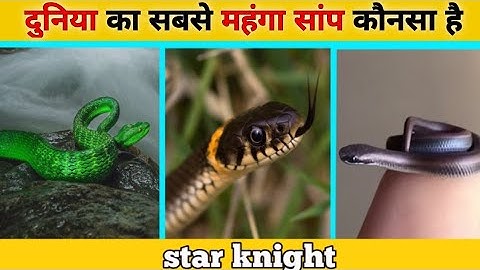 सांप बार बार जीभ क्यों निकालता हैं !Why does a snake stick out its tongue again and again!