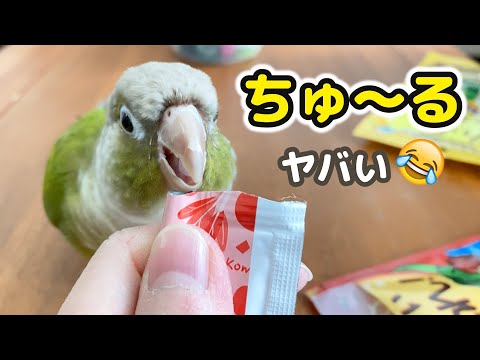 鳥用ちゅ~るをあげたら困ったポーズが止まらなくなったインコ💦