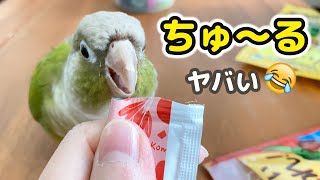 鳥用ちゅ～るをあげたら困ったポーズが止まらなくなったインコ