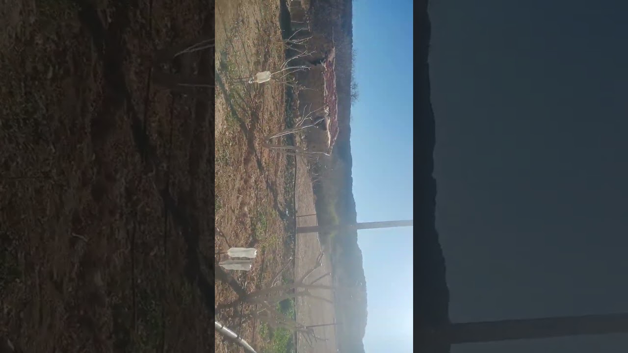 تقليم شجرة التين السلطاني وإنتاج أجود العقل