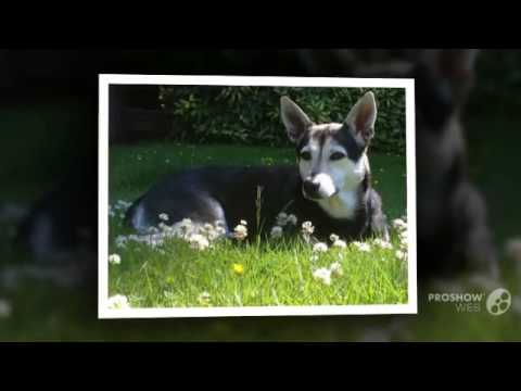 Formosan Mountain Dog Dog breed my dog is shaking