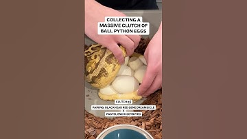 Collecting a MASSIVE Clutch Of Ball Python EGGS😍