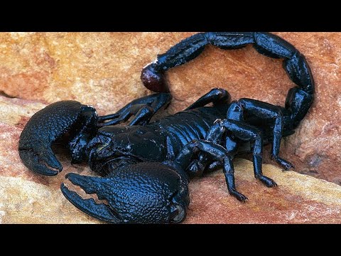 Vidéo: Insectes incroyables - scorpions