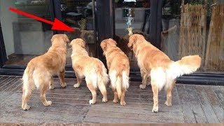 Видео 4 ретривера замерли, как вкопанные, около витрины магазина, только посмотрите зачем (автор: Наши пушистые друзья!)