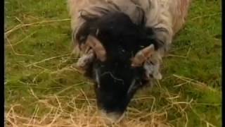 Maurice Scott on The Tonight Program