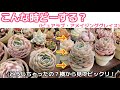 【多肉植物】形が崩れた？エケベリア。あなたなら、どうしますか？仕立て直して、可愛くしてきます！