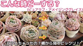 【多肉植物】形が崩れた？エケベリア。あなたなら、どうしますか？仕立て直して、可愛くしてきます！