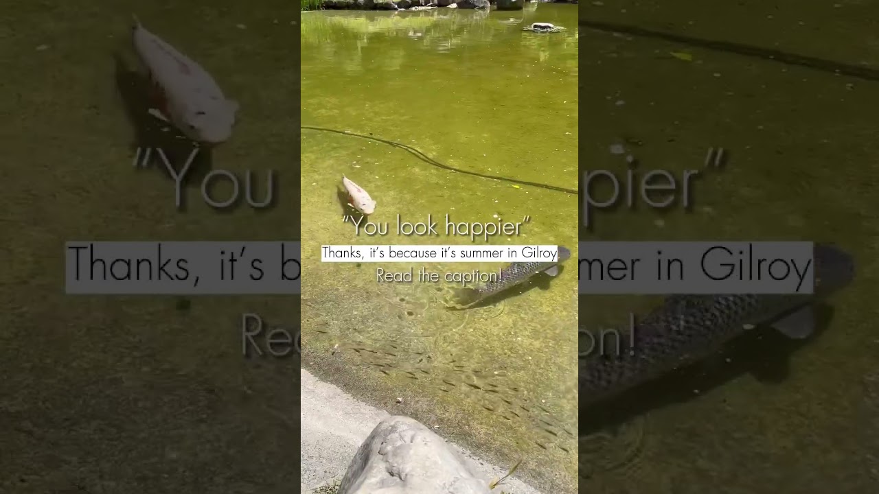 Summer in Gilroy ✨