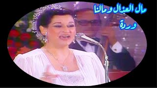 وردة في كوبليه غاية في الطرب.. مال العذال ومالنا