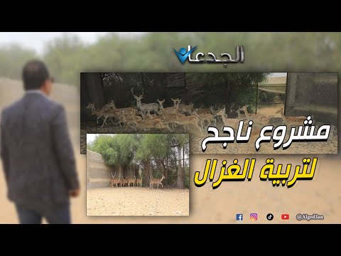 نفسك في مشروع ناجح لتربية الغزال شوف بهاء عنبر بيعمل ايه