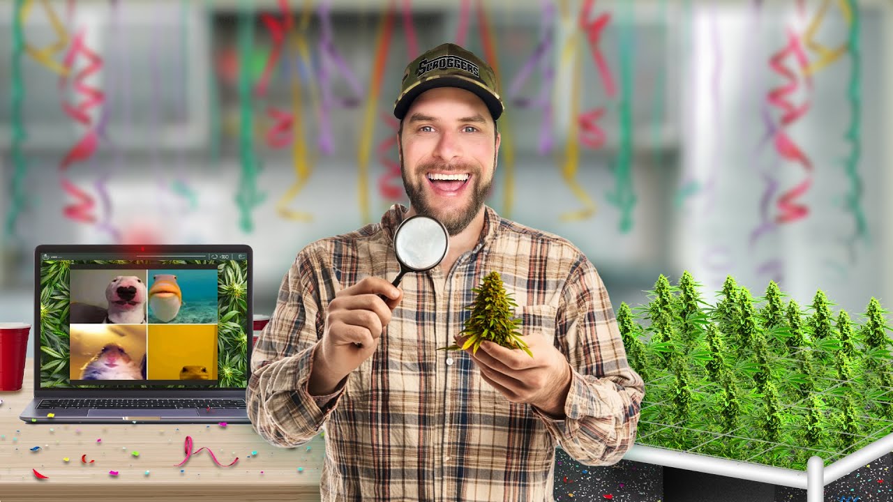 Best Methods for Pre-Harvest Defoliation | Scrog School Episode 26