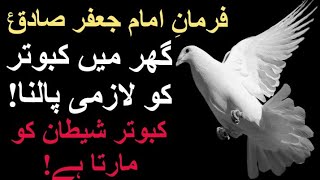 Ghar mein kabootar zurur palna || imam zain ul abedin || Pigeon || aqwal || Syed tv ar screenshot 4