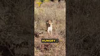 Celebrity This Man Tried To Warn A Lion! Net Worth