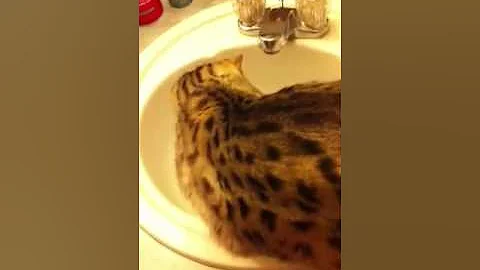 Watch the video about My Snow Bengal Kitty Snowy