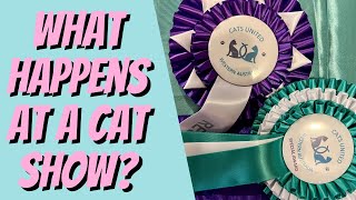 What happens at a Cat Show  Check Out My CAT SHOW GUIDE