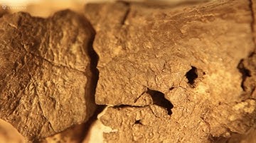 Scientists find possible dinosaur brain fossil