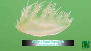 Giant Nudibranch (Dendronotus iris) Guide