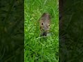 Ручная нутрия  живёт в пруду в городе Гермесхайм  , по работе там была часто и подружились  .