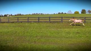 Race Horse Aerial screenshot 4