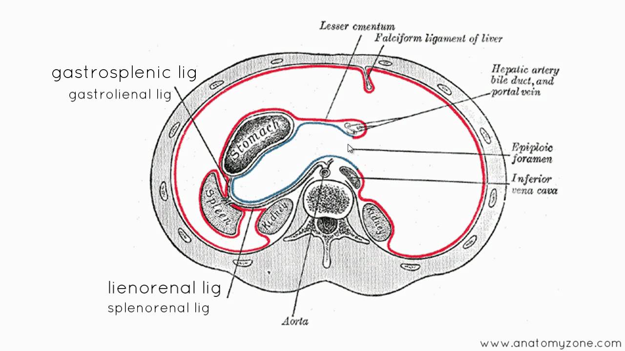 the-peritoneal-cavity-greater-sac-lesser-sac-teachmeanatomy