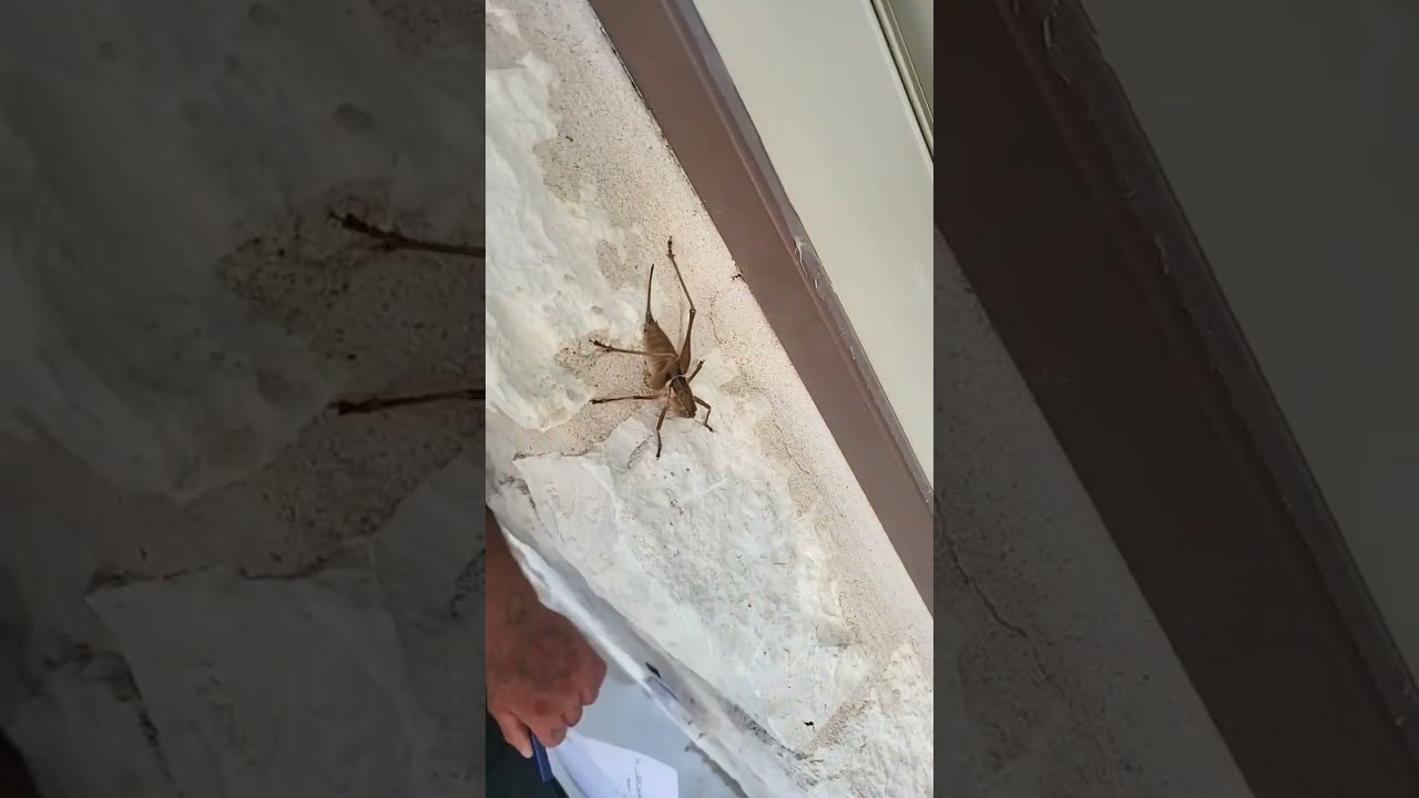 Blue eyed grasshopper!! 