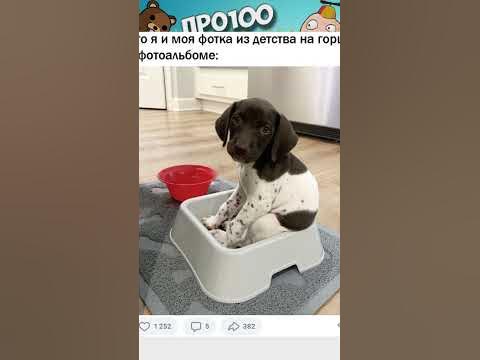 Мемы про котиков #мемы #юмор #смешно #прикольно - YouTube