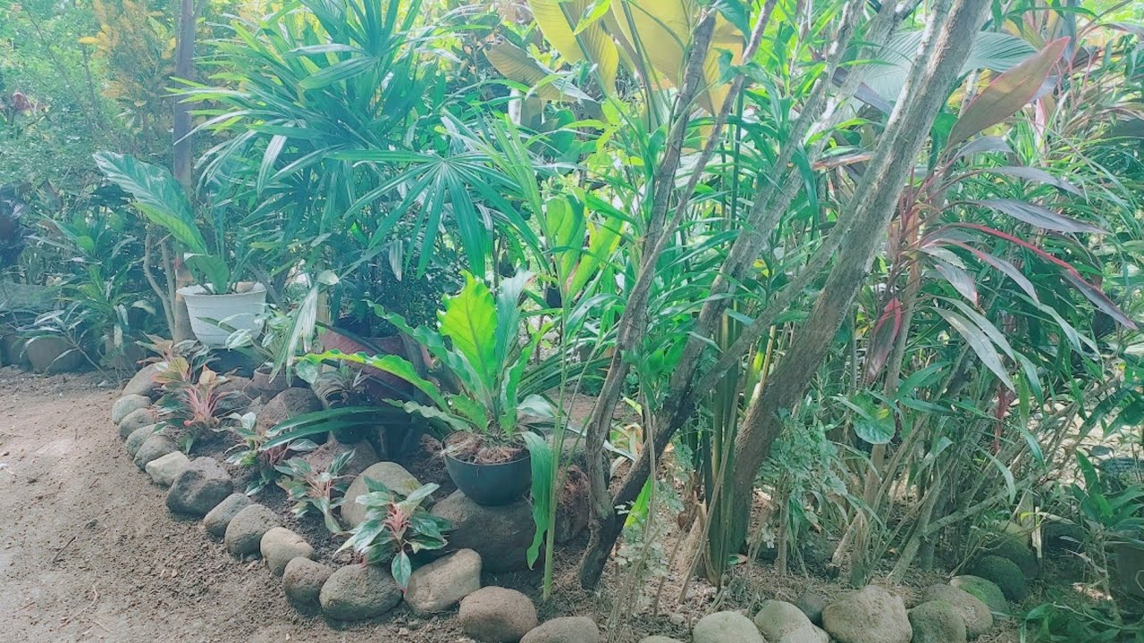 HALF CIRCLE GARDEN IDEA//SIMPLE GARDEN LANDSCAPING WITH ZERO COST YouTube