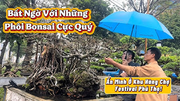 Bất Ngờ Với Những Phôi Bonsai Cực Quý Ẩn Mình Ở Khu Hàng Chợ Festival Phú Thọ!#bonsai #caycanh 