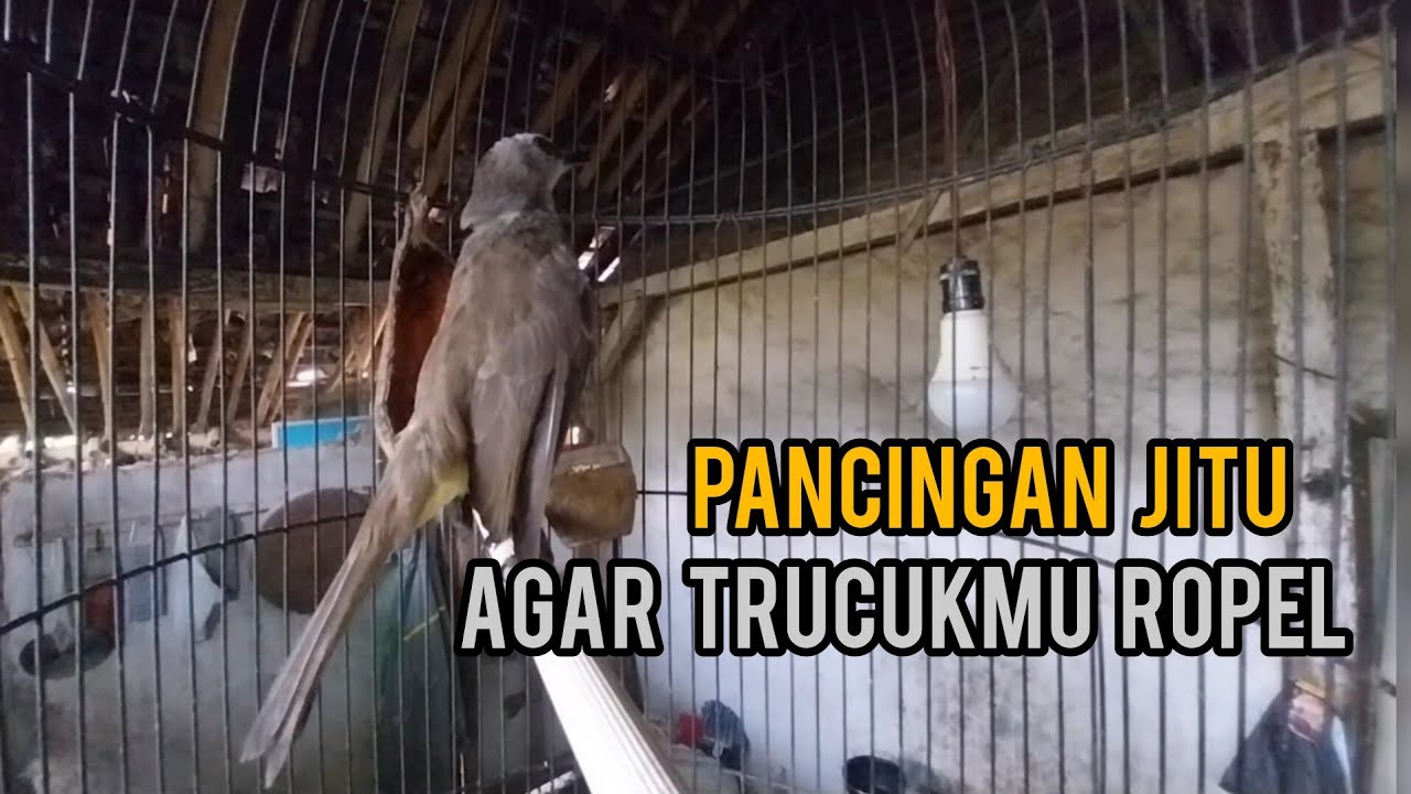 Trucukan gacor birahi ropel panjang buat pancingan trucukan agar bunyi rajin ropel