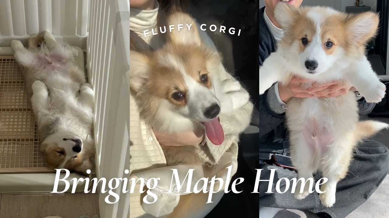 ［お迎え初日］生後84日の子犬コーギーをお迎えしました！