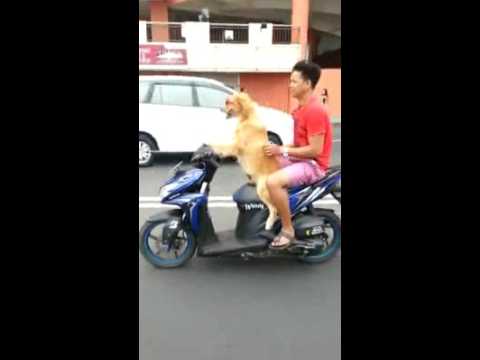 狗狗騎摩托車 Youtube 狗狗騎摩托車 Youtube