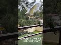 #Birds: Fighting on the railing