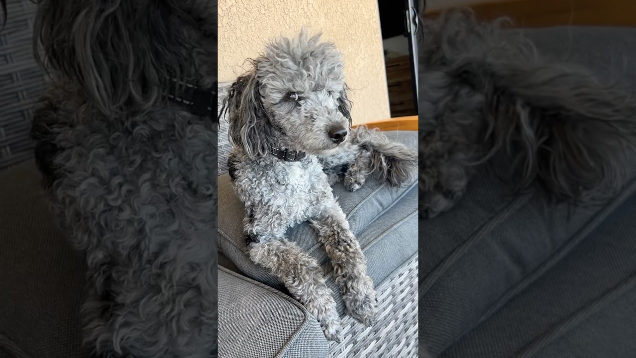 Miniature Poodle Energy: Just Enjoy The Day 🐩☀️#shorts