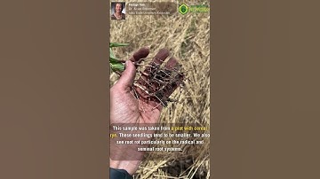 Cereal Rye Cover Crops and Seedling Research  #plantpathology #farming #shorts #agriculture