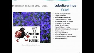 Conseils Jardinage Lobelia Erinus Cobalt Fiche Technique Plante Vivace