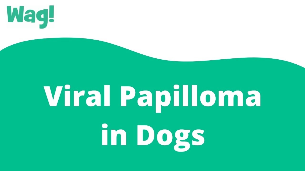 how is canine papilloma virus spread