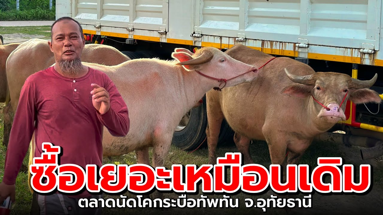 Оцените новую атмосферу на рынке буйволов Тхап Тхан в провинции Утай Тхани!