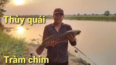 Cần thủ ăn may một ngày 2 phát. Câu cá tràm chim