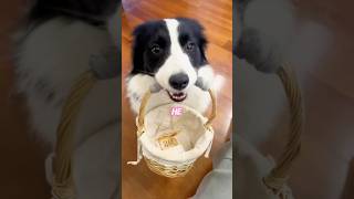Smart Puppy#love #pets #animals #adoreble #cute #funny