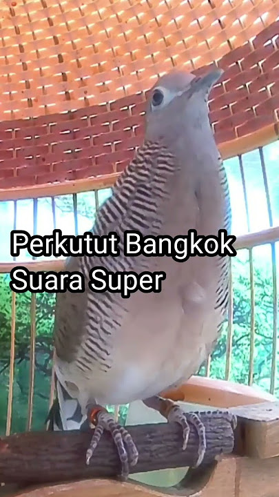 Perkutut Bangkok Gacor Suara Super Merdu