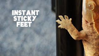 Why Aren't My Crested Geckos Feet Sticking? | FAQ FRIDAYS